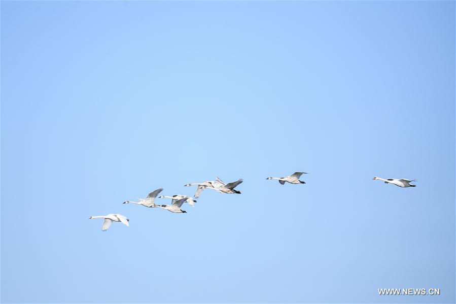 CHINA-INNER MONGOLIA-BAYANNUR-SWAN (CN)