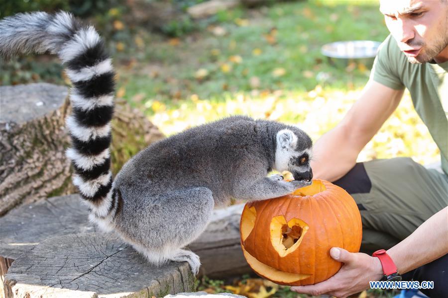 CROATIA-ZAGREB-ZOO-HALLOWEEN