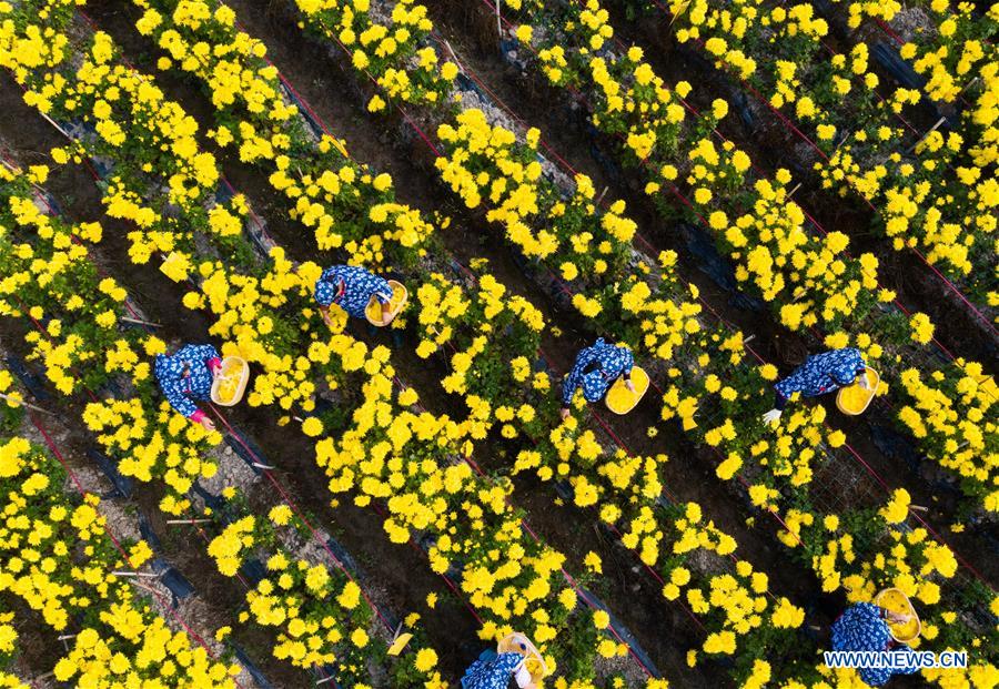 CHINA-ZHEJIANG-CHANGXING-CHRYSANTHEMUM (CN)