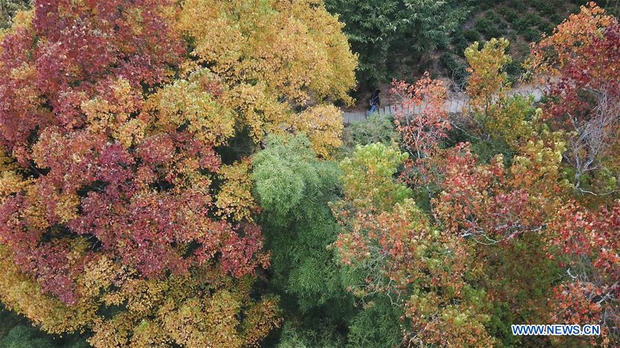 CHINA-ANHUI-TACHUAN-AUTUMN SCENERY (CN)