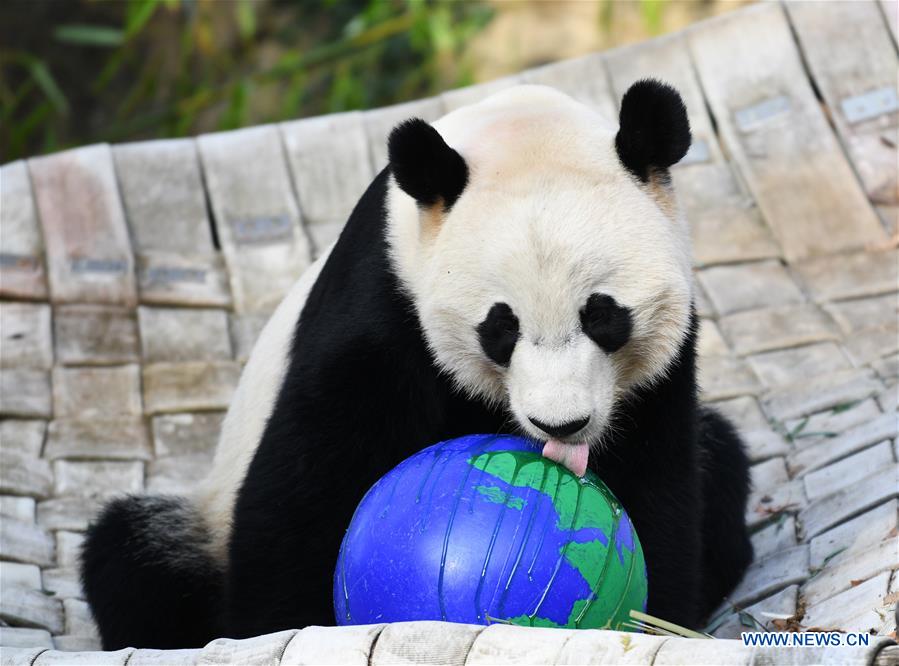 U.S.-WASHINGTON D.C.-NATIONAL ZOO-CHINESE GIANT PANDA-FAREWELL