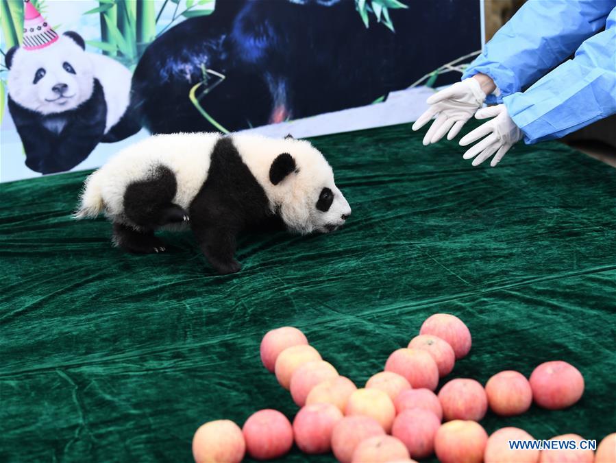 CHINA-SHAANXI-GIANT PANDA-FIRST APPEARANCE (CN)