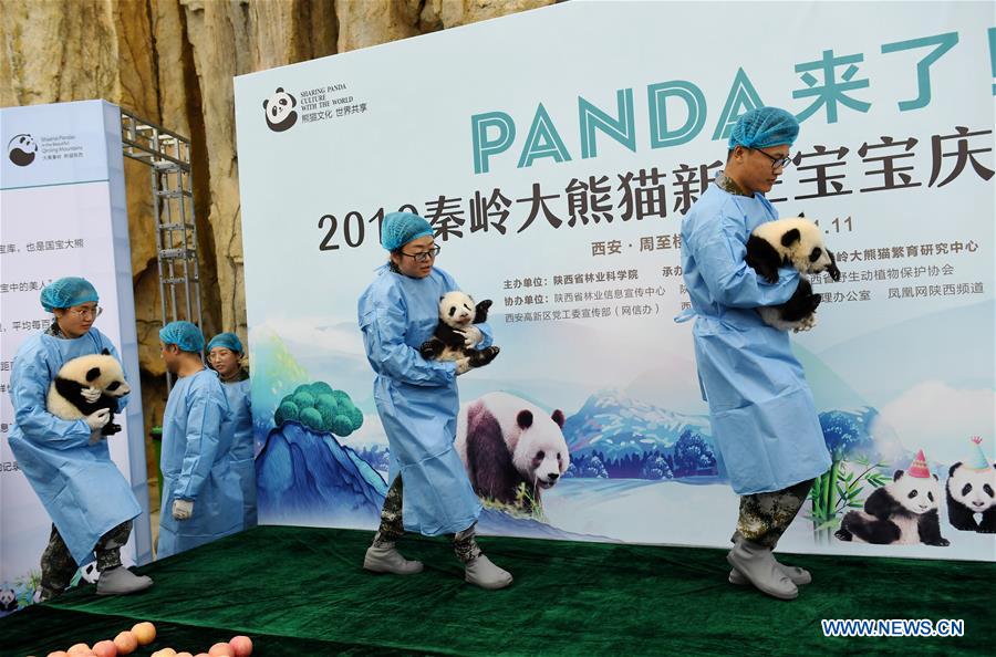 CHINA-SHAANXI-GIANT PANDA-FIRST APPEARANCE (CN)