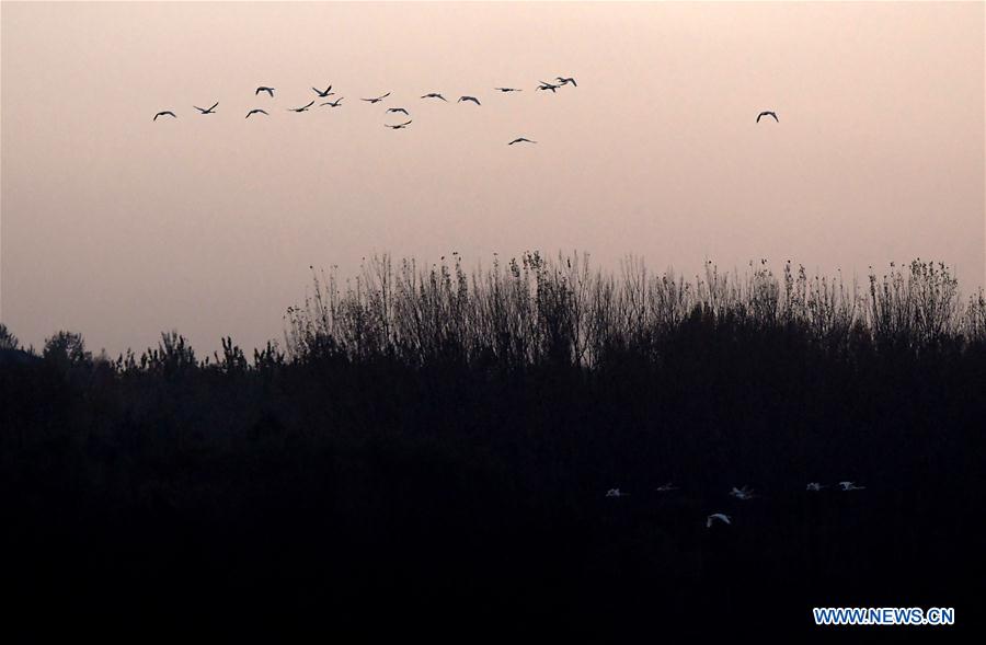 CHINA-HENAN-SANMENXIA-WHITE SWANS (CN)