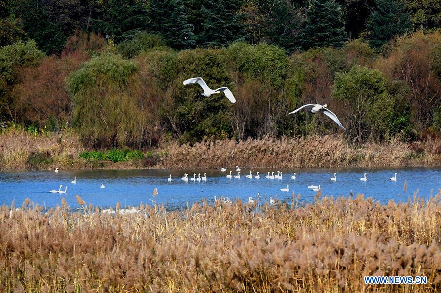 CHINA-HENAN-SANMENXIA-WHITE SWANS (CN)