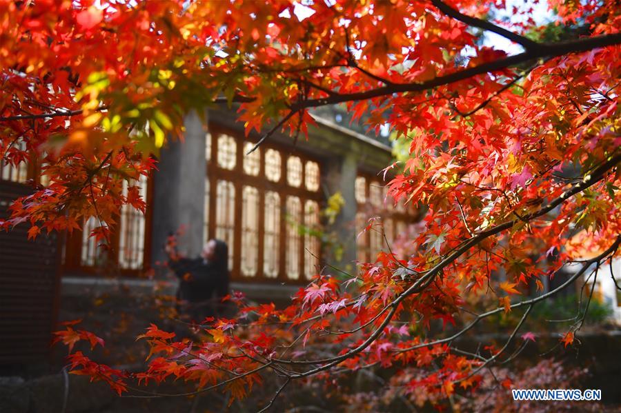 CHINA-JIANGXI-LUSHAN-MAPLE LEAVES (CN)