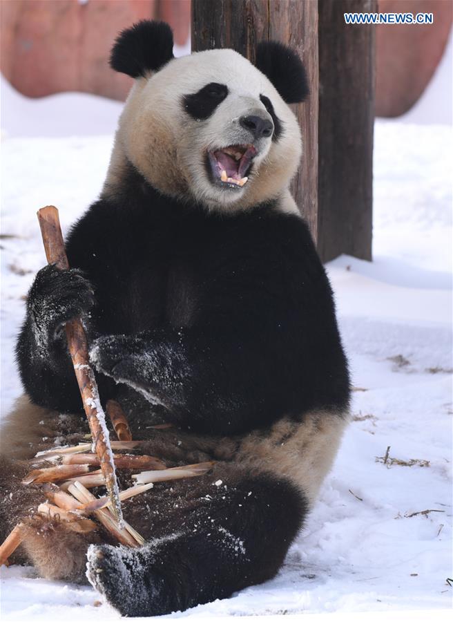 CHINA-JILIN-CHANGCHUN-GIANT PANDA-WINTER-ACTIVITY (CN)