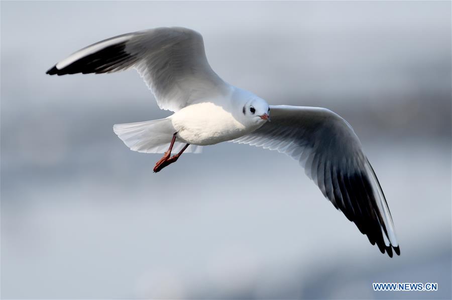 KUWAIT-KUWAIT CITY-NATURE-BIRDS