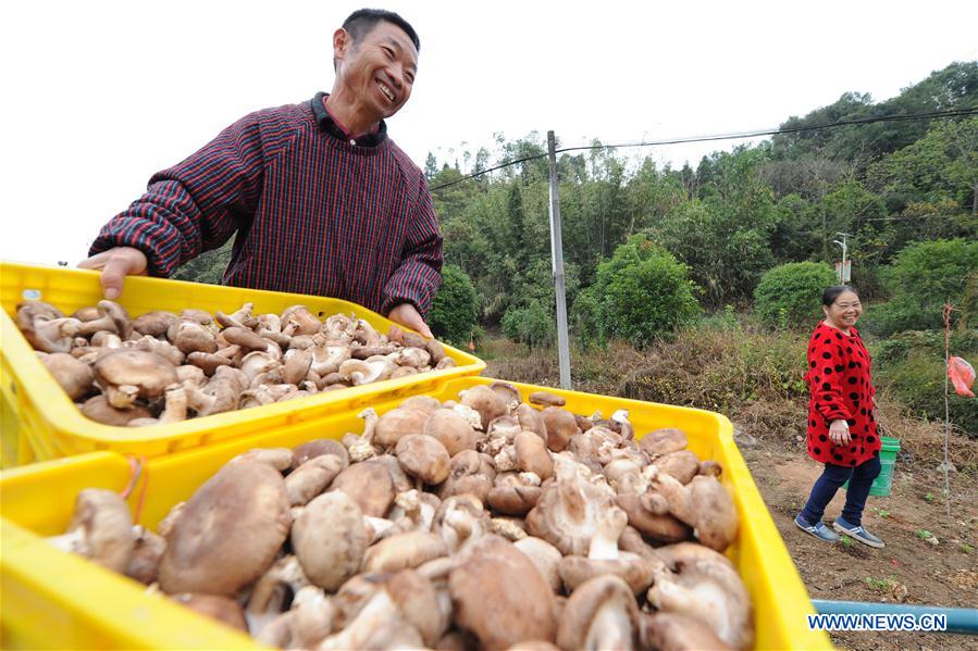 CHINA-GUANGXI-LIPU-MUSHROOM-POVERTY ALLEVIATION (CN)