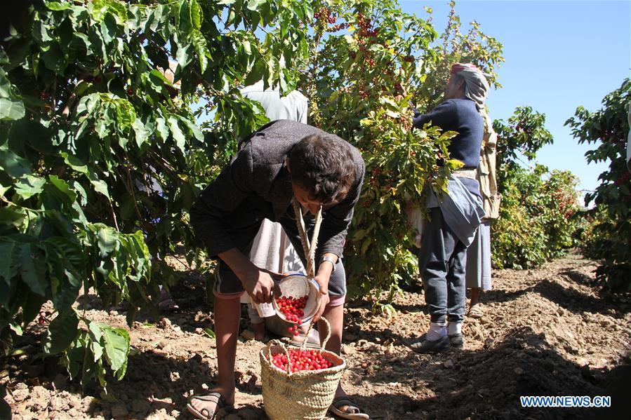 YEMEN-SANAA-COFFEE HARVEST