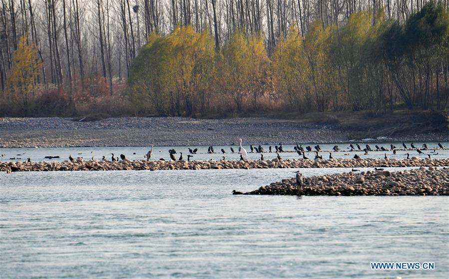 CHINA-HENAN-LUOYANG-YELLOW RIVER WETLAND-ECO-ENVIRONMENT (CN)