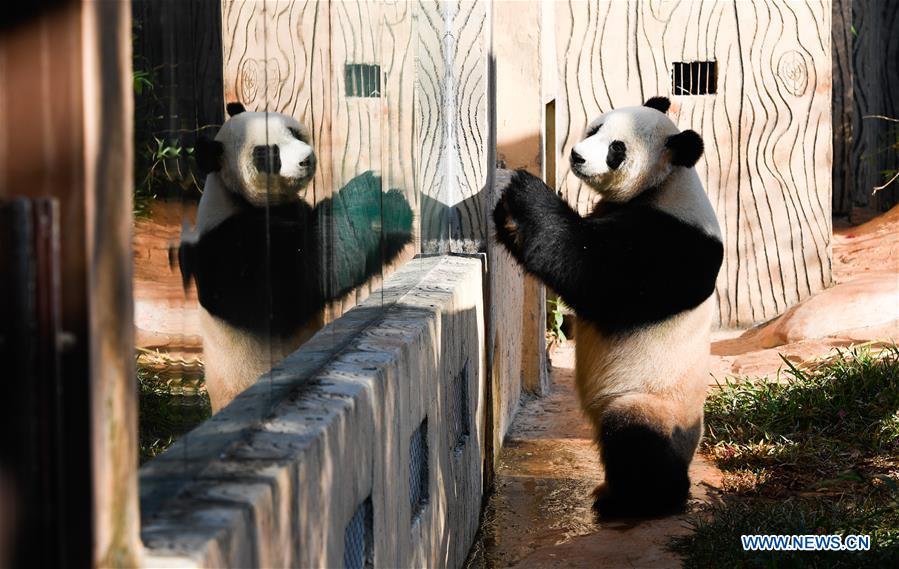 CHINA-HAIKOU-GIANT PANDAS-WINTER ACTIVITY (CN)