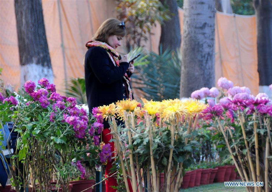 PAKISTAN-PESHAWAR-CHRYSANTHEMUM-SHOW