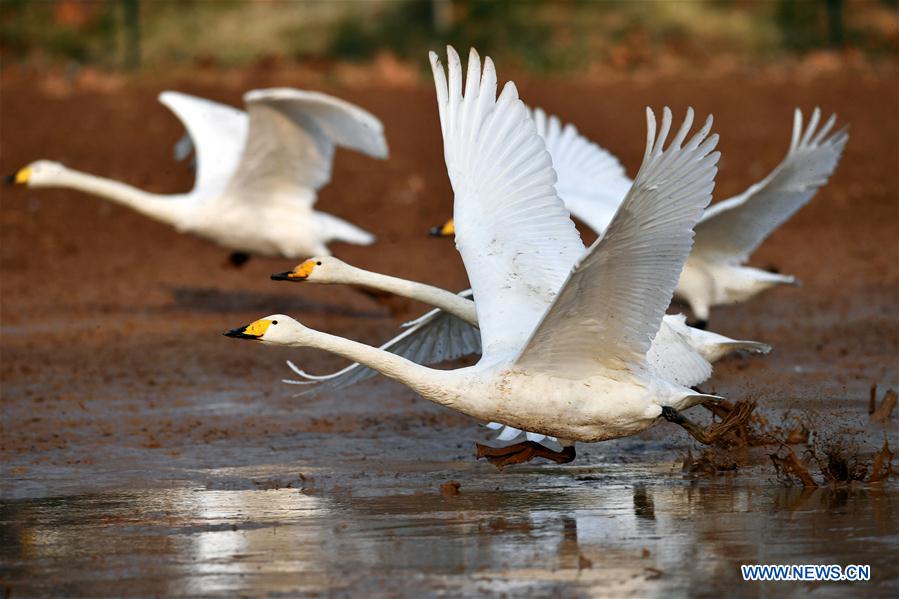 CHINA-SHANXI-WILD SWAN-WINTER HABITAT (CN)