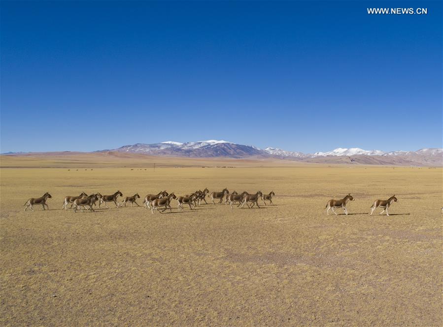 CHINA-TIBET-NAGQU-WILD ANIMALS (CN)