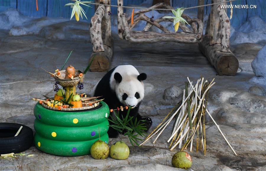 CHINA-HAINAN-HAIKOU-GIANT PANDA (CN)