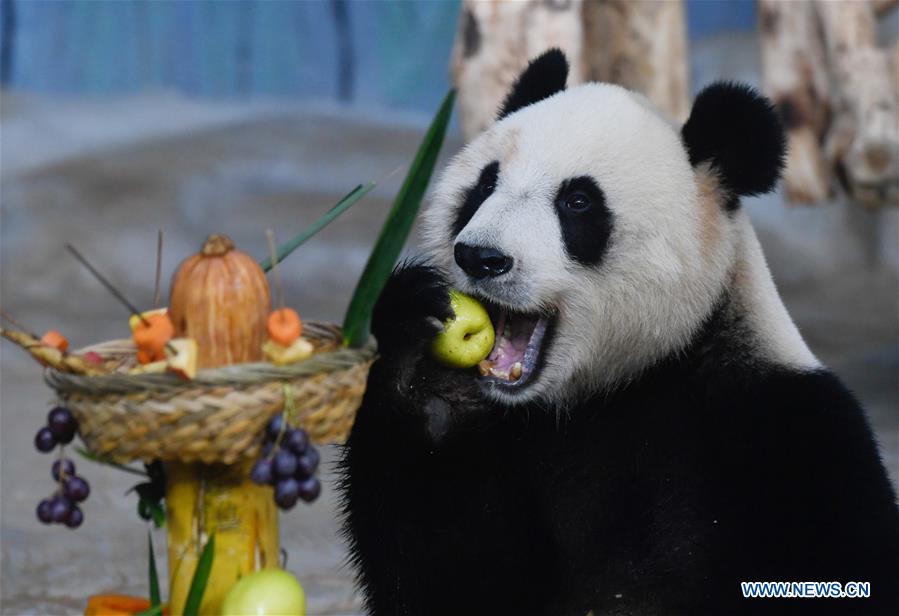 BELGIUM-BRUGELETTE-GIANT PANDA GLOBAL AWARDS