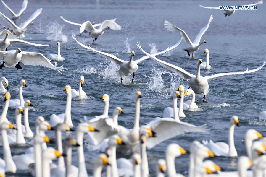 CHINA-SHANDONG-RONGCHENG-WHOOPER SWANS (CN)