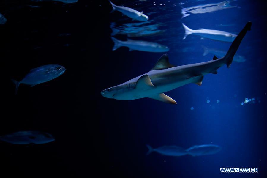 MIDEAST-JERUSALEM-AQUARIUM