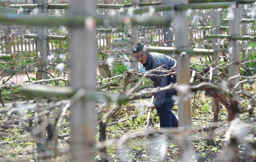 CHINA-GUANGXI-SPRING PLOUGHING(CN)