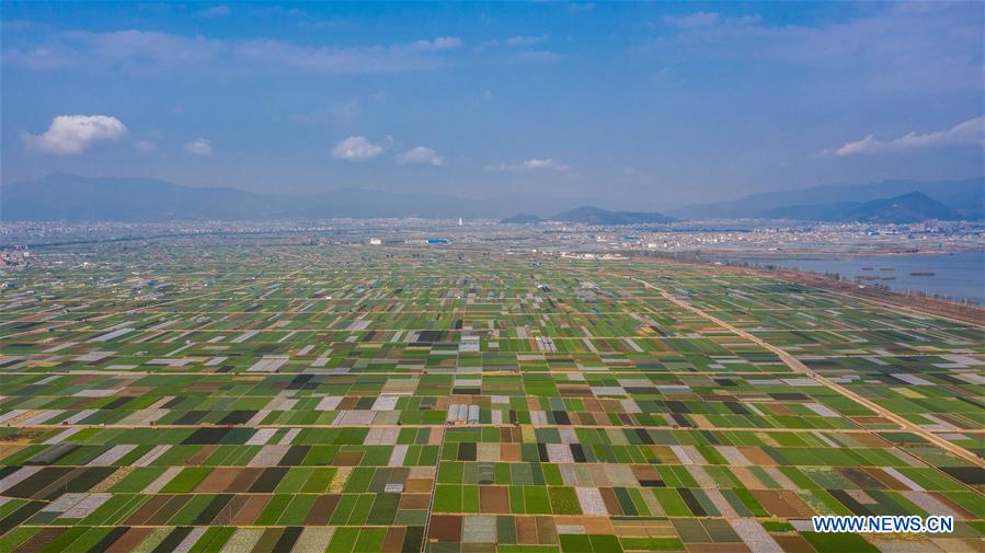 CHINA-YUNNAN-TONGHAI-FIELDS (CN)