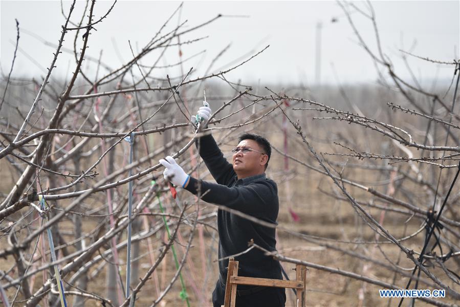 CHINA-HEBEI-DINGZHOU-FRUIT TREE PRUNING (CN)