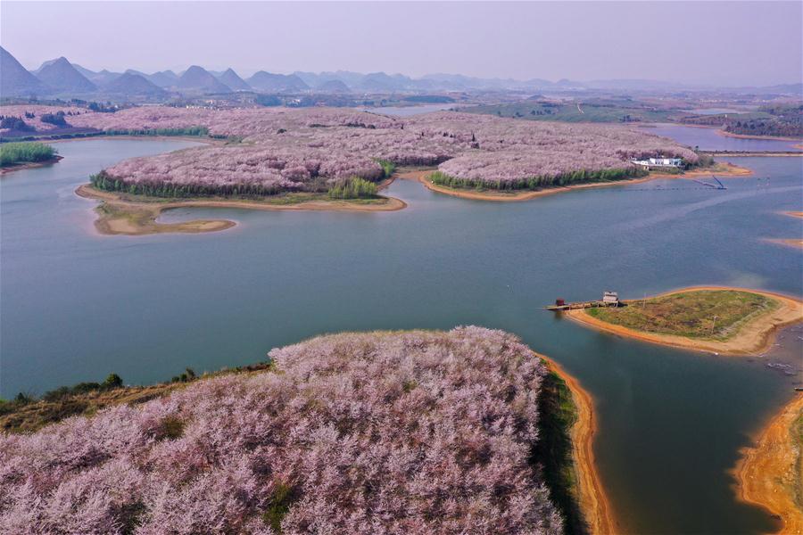 CHINA-GUIZHOU-GUIAN-CHERRY BLOSSOMS (CN)