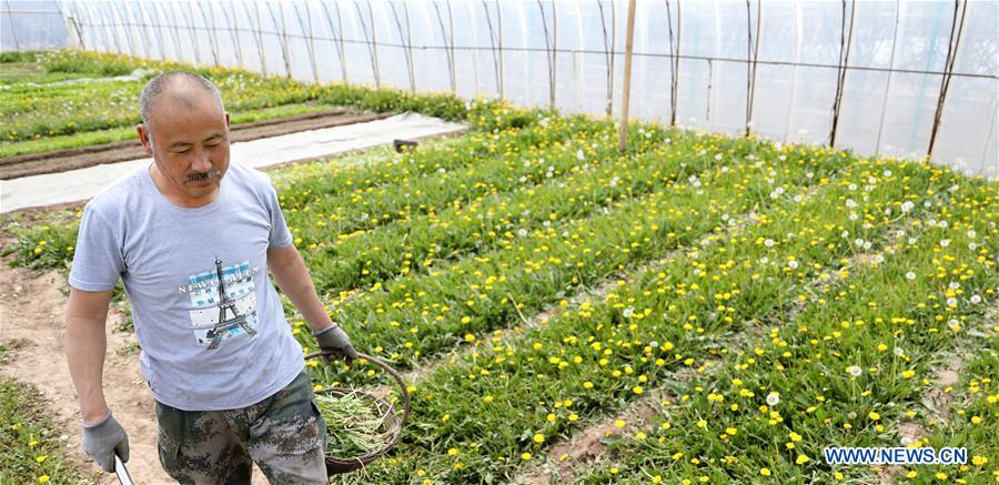 CHINA-LIAONING-BENXI-WILD VEGETABLES-PLANTING (CN)