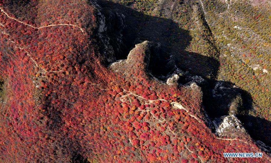 CHINA-HEBEI-RED LEAVES-SCENERY (CN)