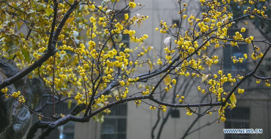 #CHINA-WINTERSWEET BLOSSOMS (CN)