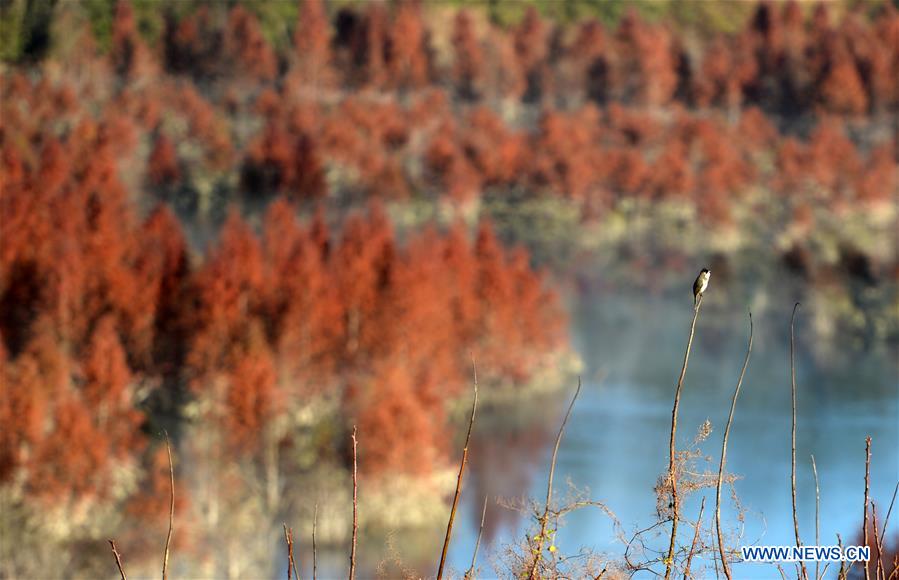 CHINA-YUNNAN-KUNMING-WETLAND (CN)