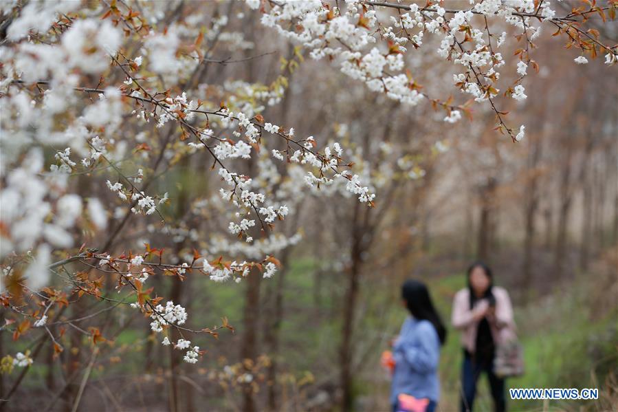 #CHINA-SPRING-SCENERY (CN)