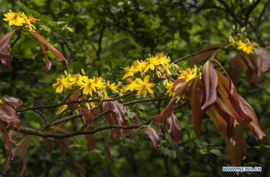 INDIA-KOLKATA-SPRING-FLOWERS