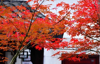 Scernery of winter maple leaves across China