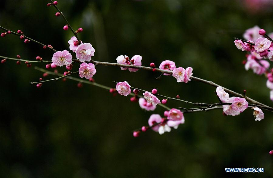 #CHINA-XUANEN-PLUM FLOWERS (CN)