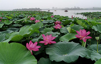 Tourists enjoy lotus at Nanhu Park in Hebei