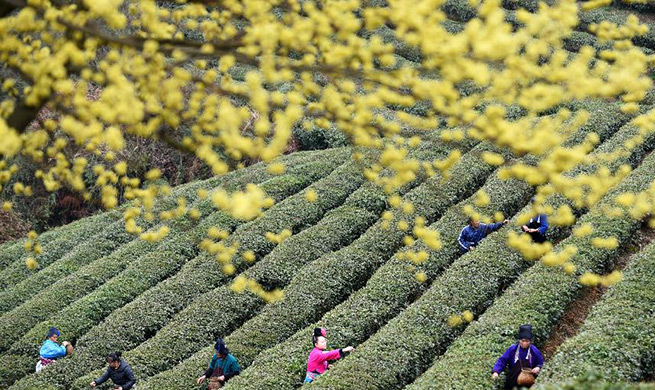 Danzhai County changes traditional management mode of tea plantation for poverty relief