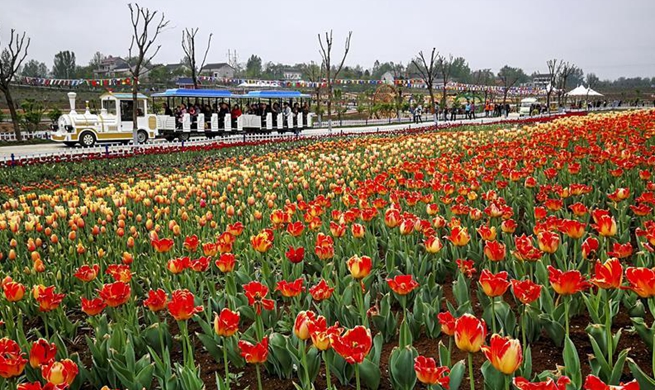 In pics: tulips in various colors at scenic area in Shaanxi