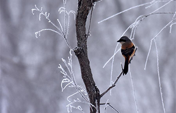 Frost scenery in Chaohu, east China