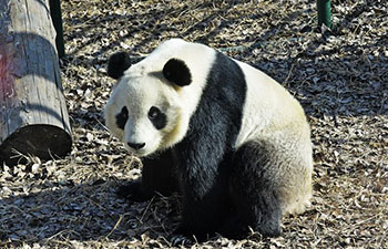 Giant panda enclosure open to public at Tianjin Zoo