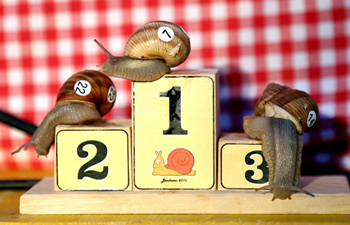 7th Croatian Snail Race Championship held in Benkovac, Croatia