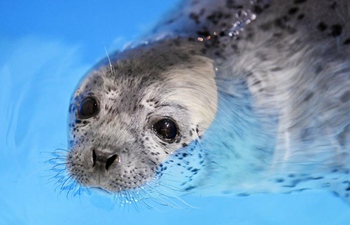 Three seal pups enter "seal kindergarten" at Harbin Polarland