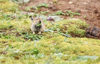 Plateau pikas seen by lakeside on Qinghai-Tibet plateau