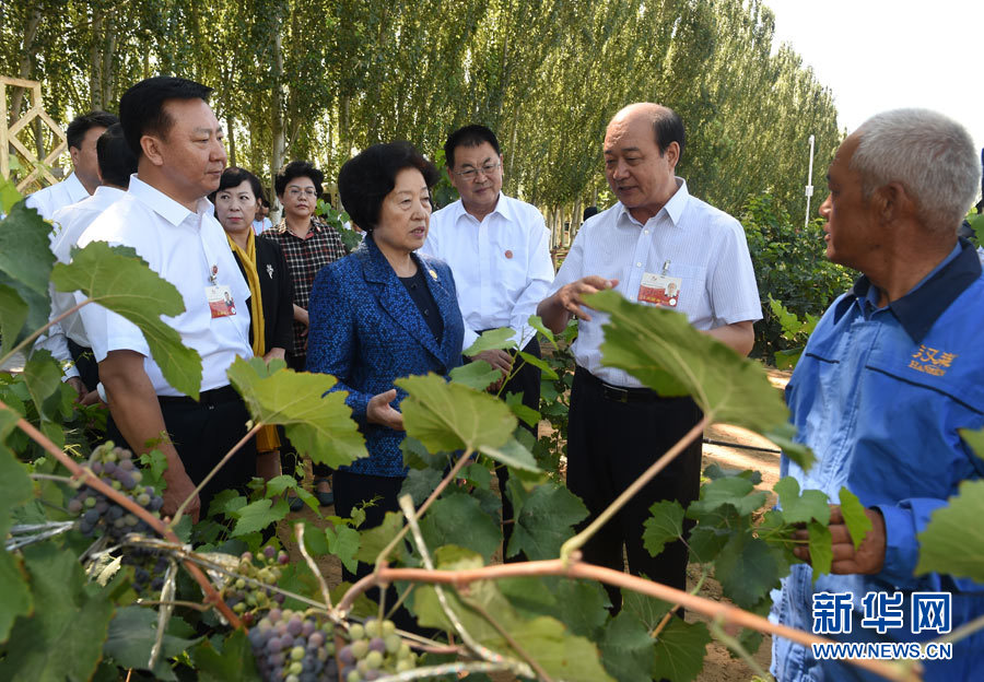 8月9日，中共中央政治局委員、中央統(tǒng)戰(zhàn)部部長、中央代表團(tuán)副團(tuán)長孫春蘭率中央代表團(tuán)三分團(tuán)，先后赴內(nèi)蒙古自治區(qū)烏海市、阿拉善盟看望各族干部群眾。這是孫春蘭在烏海市漢森酒業(yè)集團(tuán)的葡萄種植園了解葡萄種植情況。新華社記者 任軍川 攝