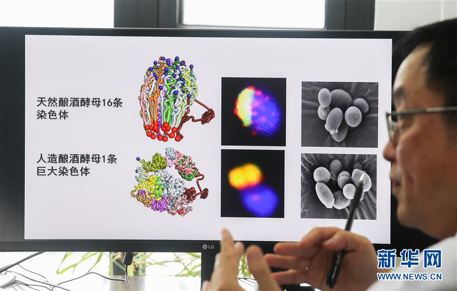 （新華全媒頭條·圖文互動）（3）人造單條染色體真核細胞問世　我國開啟合成生物學(xué)研究新時代