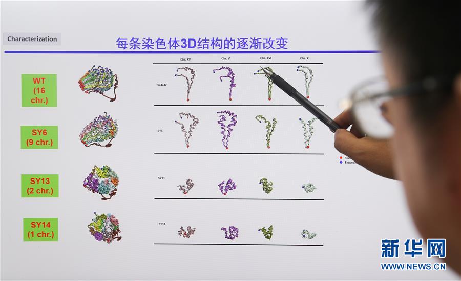 （新華全媒頭條·圖文互動）（4）人造單條染色體真核細胞問世　我國開啟合成生物學(xué)研究新時代