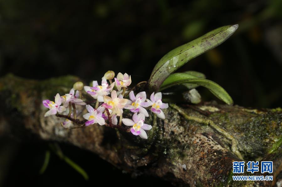 （新華全媒頭條·圖文互動(dòng)）（5）歸來(lái)的雨林 