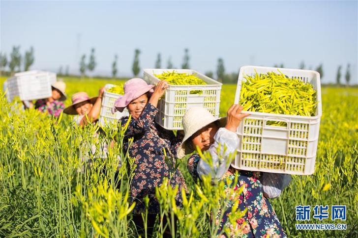 （在習近平新時代中國特色社會主義思想指引下——新時代新作為新篇章·鄉(xiāng)村振興戰(zhàn)略·圖文互動）（1）一株忘憂草，萬家喜眉梢——山西省大同市云州區(qū)黃花產業(yè)扶貧觀察