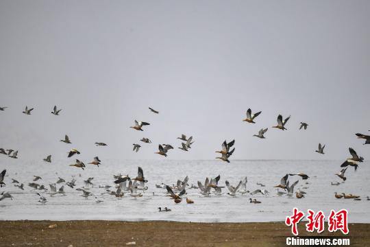 香格里拉“綠肺”納帕海：修復(fù)濕地生態(tài)變身候鳥天堂