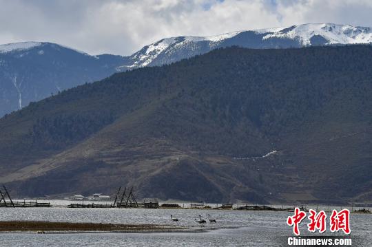 圖為在納帕海濕地棲息的候鳥。　劉冉陽 攝